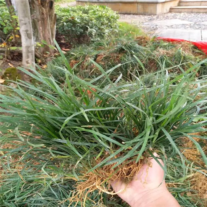 浙江春鹃苗一株的价格价格从廉
