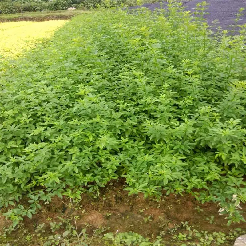 陕西渭南春鹃小苗厂里来电咨询