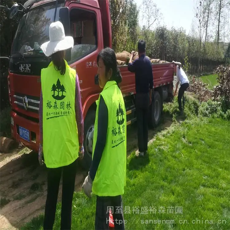 哑柏草坪批发基地 哑柏草坪每平***