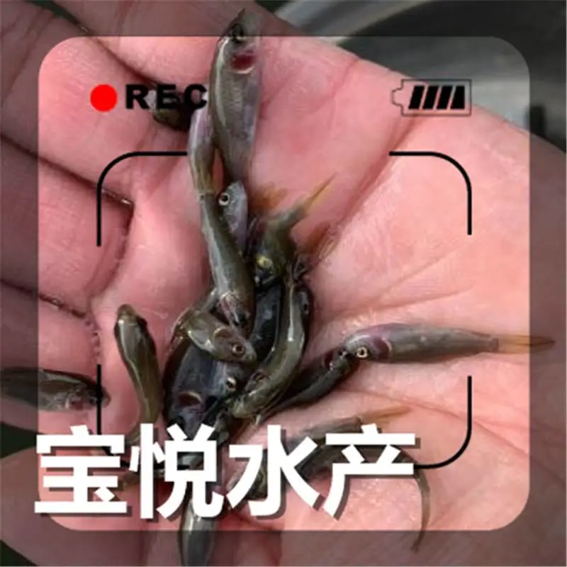 甘肃武威稻田禾花鲤鱼苗苗场 禾花鲤鱼苗养殖技术