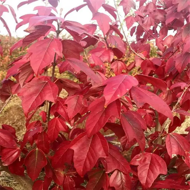 苗圃出售 金陵红枫 观叶秋色叶树木 园林庭院造景苗