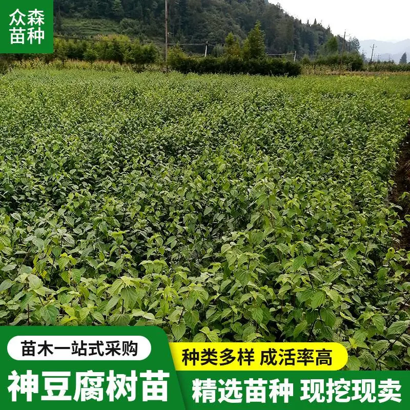 叶片椭圆形神豆腐树苗 耐寒耐热怕干旱 易于栽培