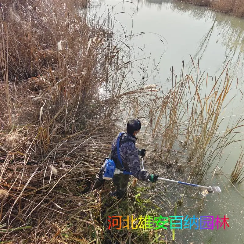 割芦苇 公园割芦苇 湿地割芦苇 城市水系割芦苇 河道割芦苇施工团队
