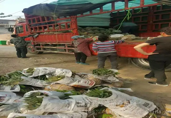 中卫牡丹花苗种植有什么需要注意的吗 观赏牡丹栽培技术