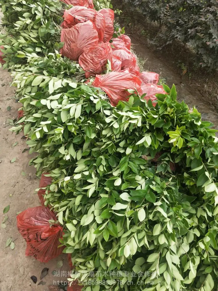 江西九江绿化小苗出售杜鹃小杯苗 基地自产价格实惠