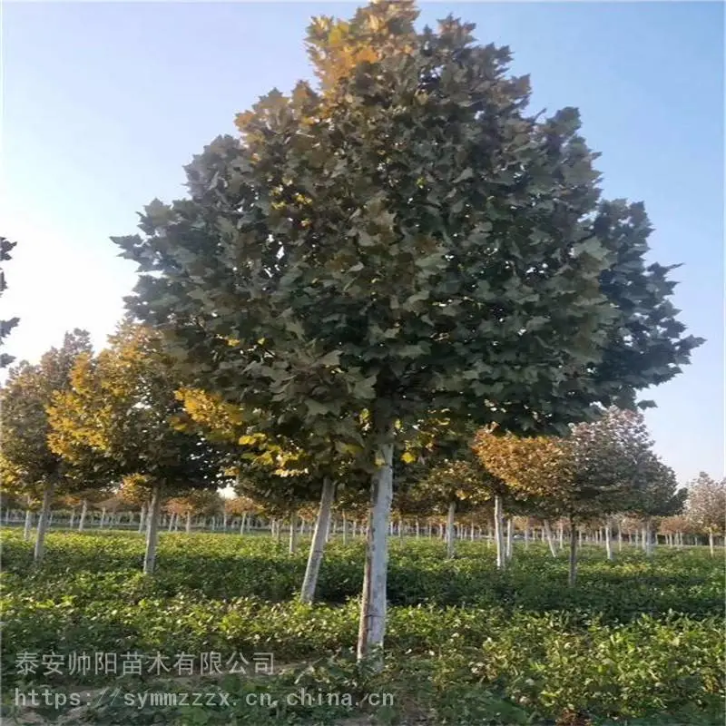 15公分法桐 售后服务质量好 帅阳 资讯信息基地 法桐 自产自销
