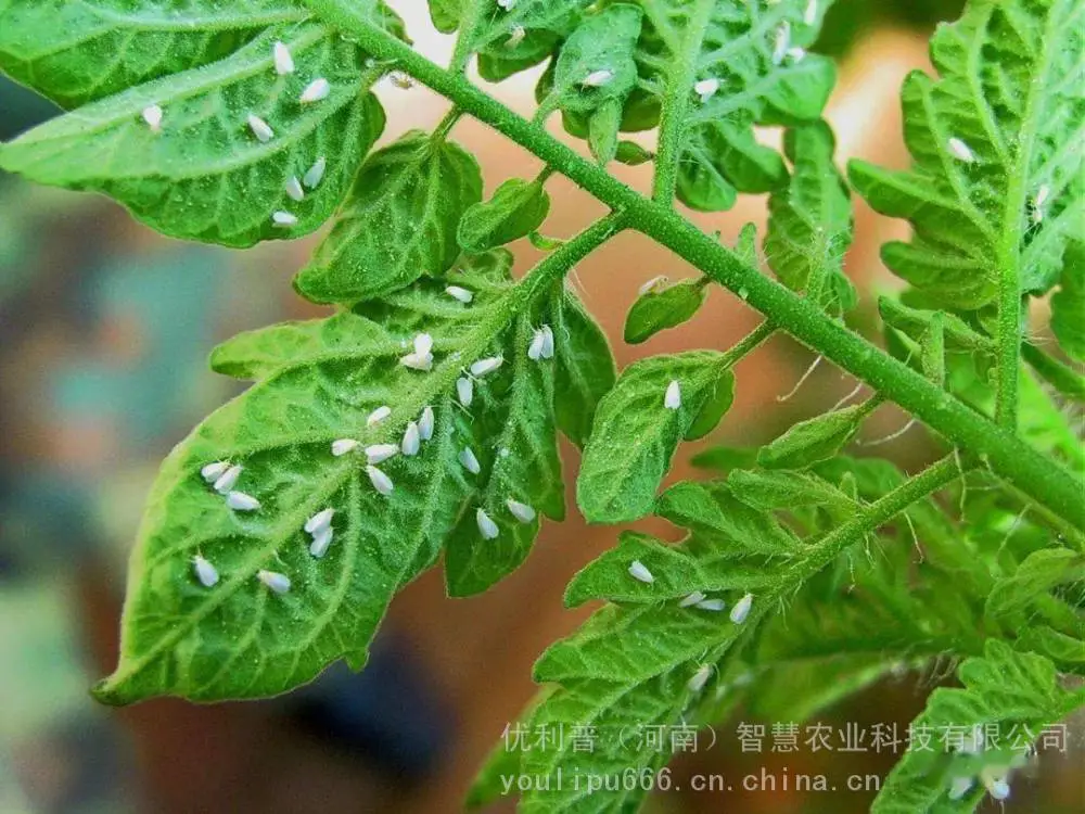 白粉虱的预防方法，优利普抗性白粉虱解决方案