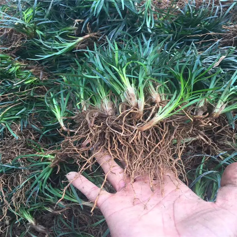 湖北神农架杜鹃杯苗价格专业精神