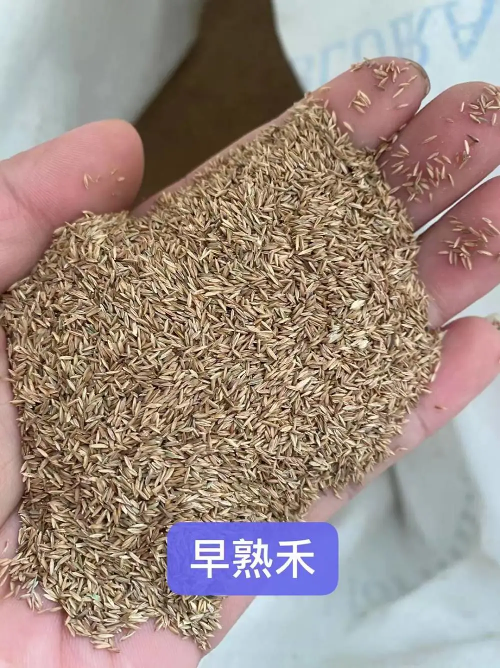 茼蒿菊松叶菊花籽马莲花种子飞燕草箭舌豌豆草籽红天竹马褂木油松