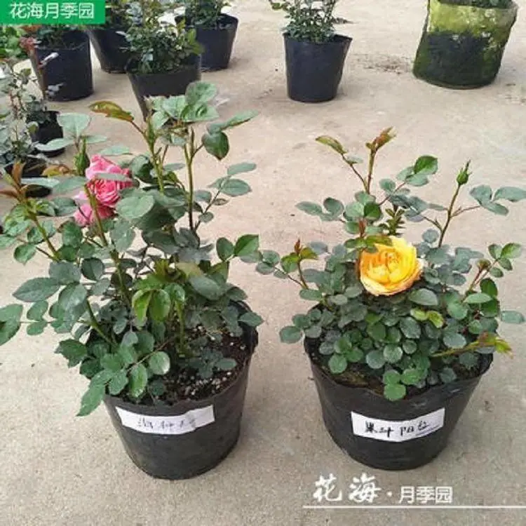 欧月藤本月季花苗玫瑰爬藤蔷薇庭院攀援耐寒花卉盆栽植物四季开花
