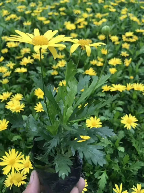 大量出售杯苗木春菊 杯苗哦 工程苗价格