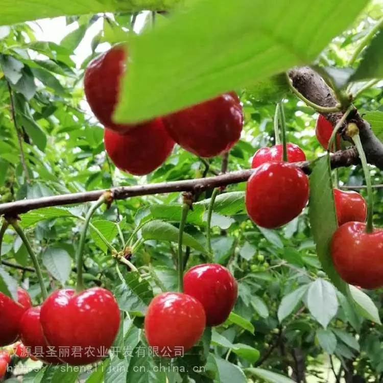 拉宾斯大樱桃樱桃果树拉宾斯大樱桃价格 圣丽君
