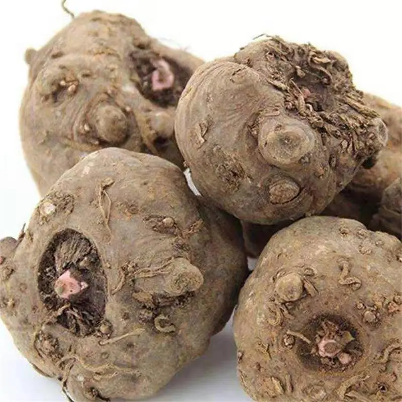 地下果魔芋一年产量土壤要求现挖豆腐新鲜原料