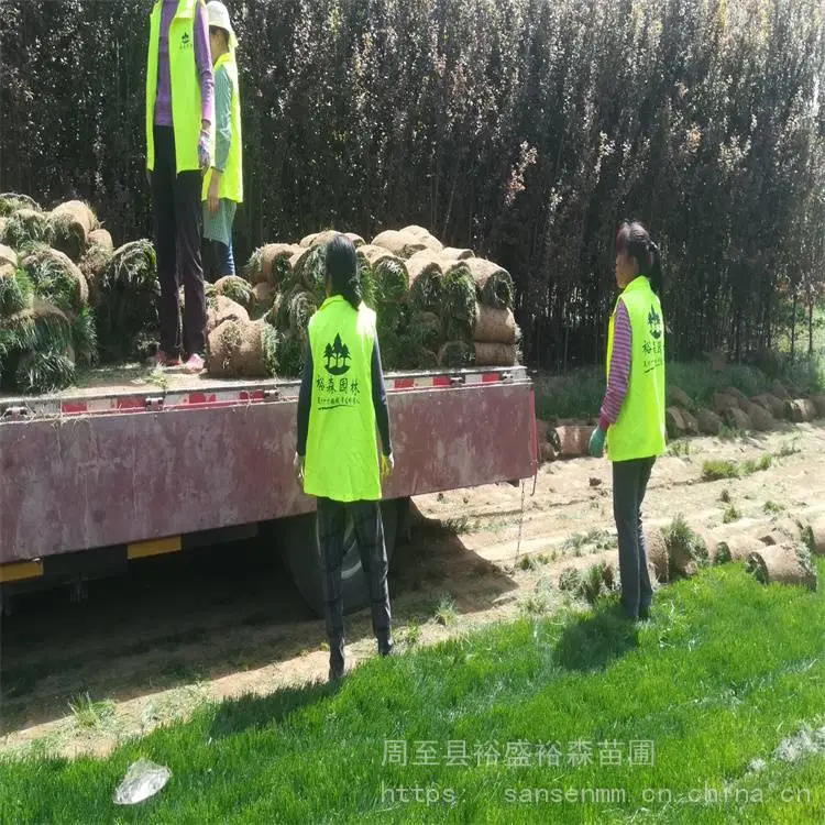 哑柏草坪批发基地 哑柏草坪每平***