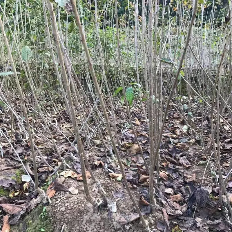 陕西矮化美早樱桃苗包成活