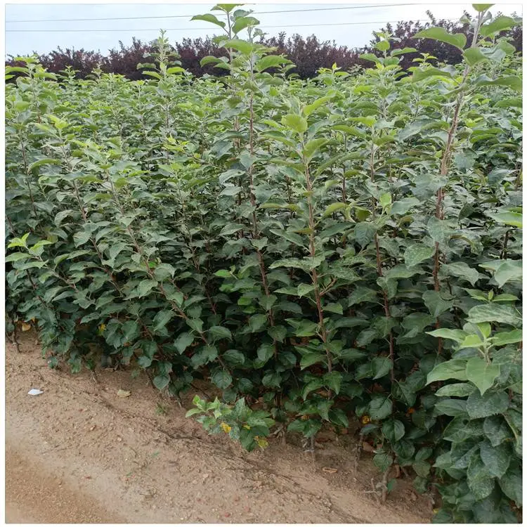 东营苹果树苗基地 中秋王苹果苗 一年苹果苗量大供应