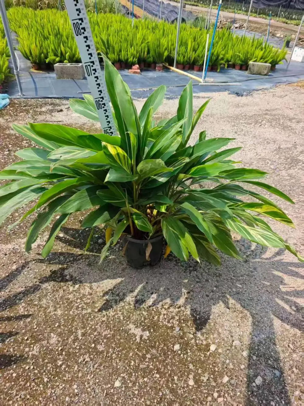 花叶良姜批发 叶色翠绿 好活苗木细叶双色茉莉 小区园林绿化批发