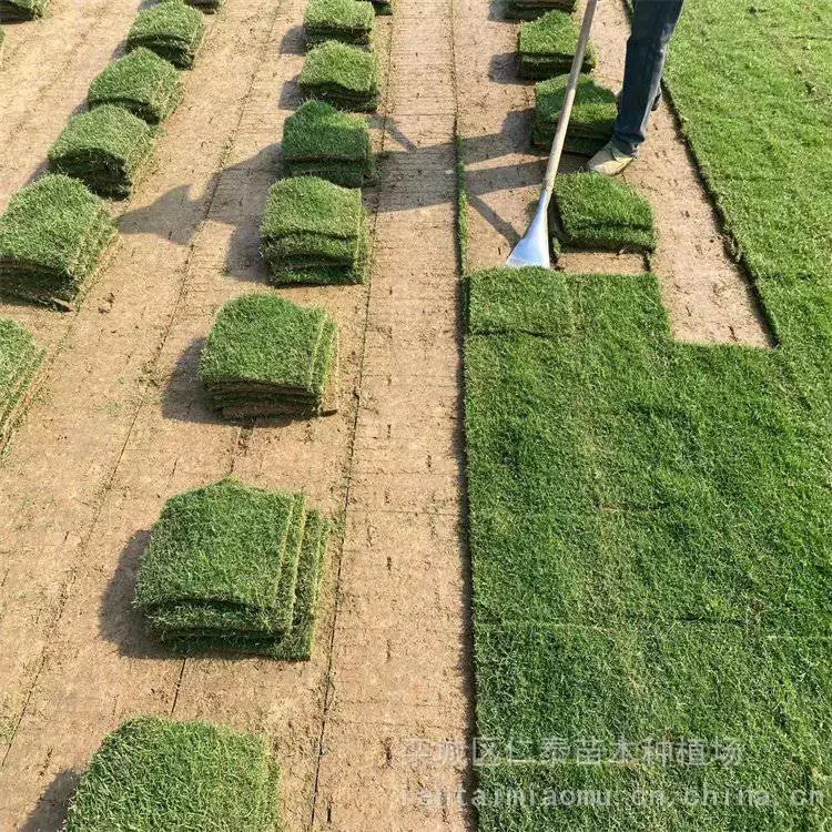 波斯菊种子 黑心金光菊 道路绿化 ***草坪 紫松果菊花籽