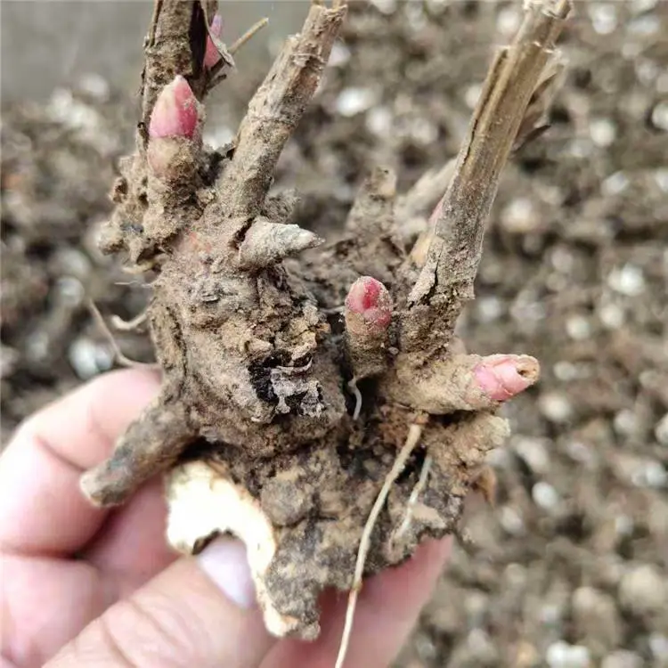 勇泰中药材 白芍芽头抗病耐寒 白芍芽头免费技术指导