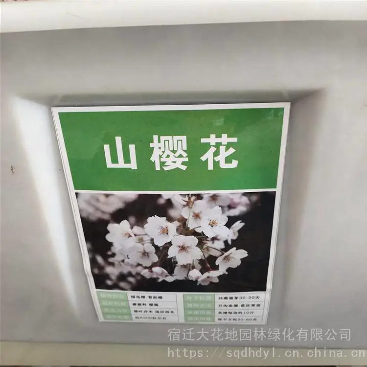 新采林木种籽 山樱花种子 发芽率好 量小可快递 提供种植技术