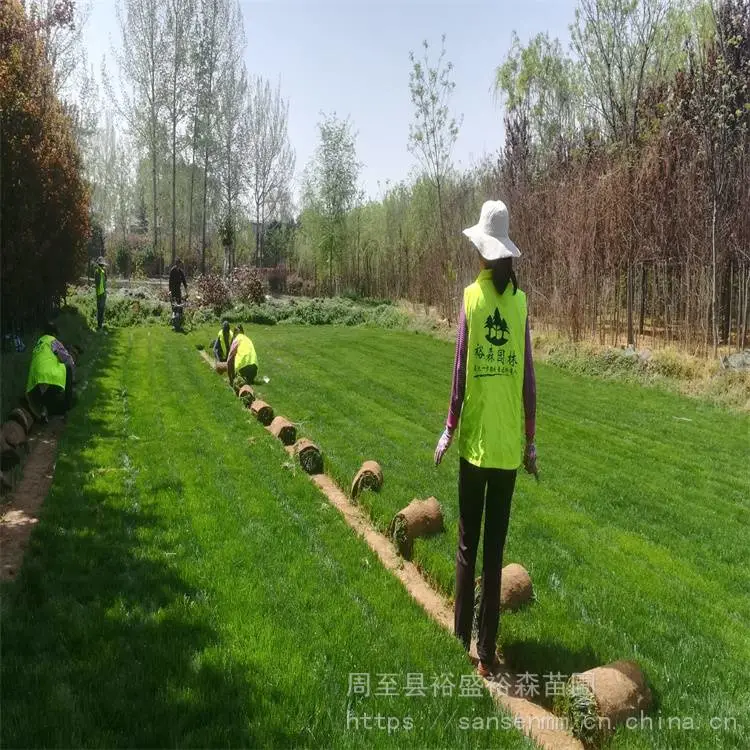 景观绿化草皮基地 草坪机器成卷易种植
