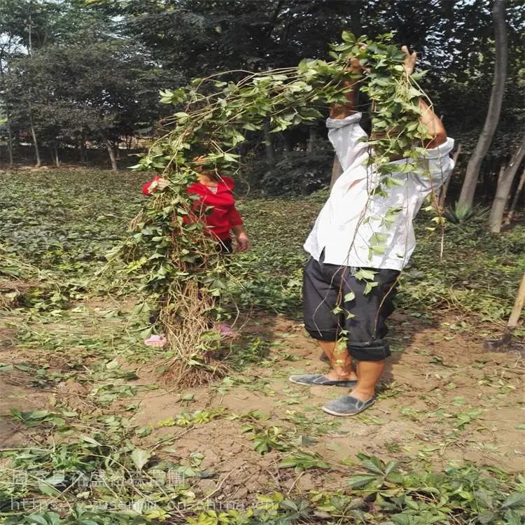 渭南供应爬山虎 阳台遮阴爬藤苗h67