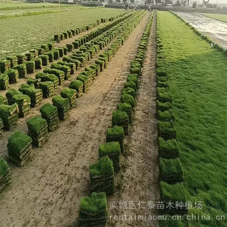 高尔夫球场草坪 紫色桑托斯马鞭草种子 早熟禾草皮 一年生虞美人