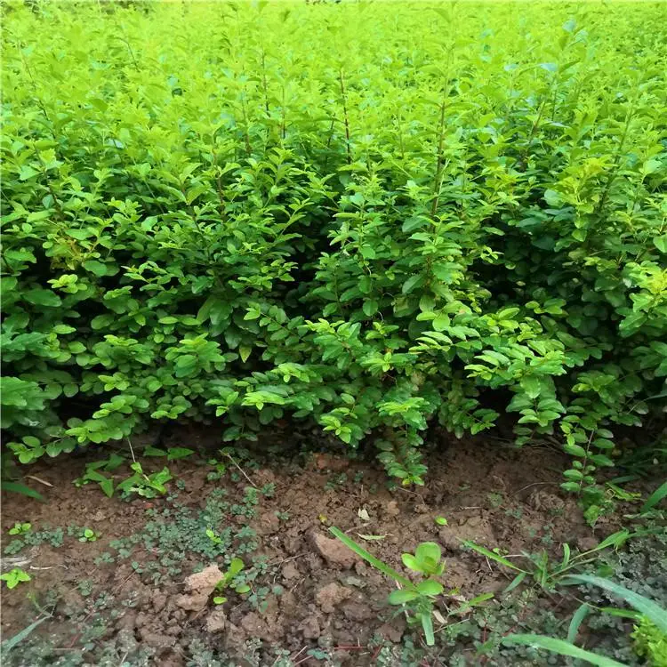 甘肃小叶女贞-园林绿化树苗-裕盛绿森园艺苗圃