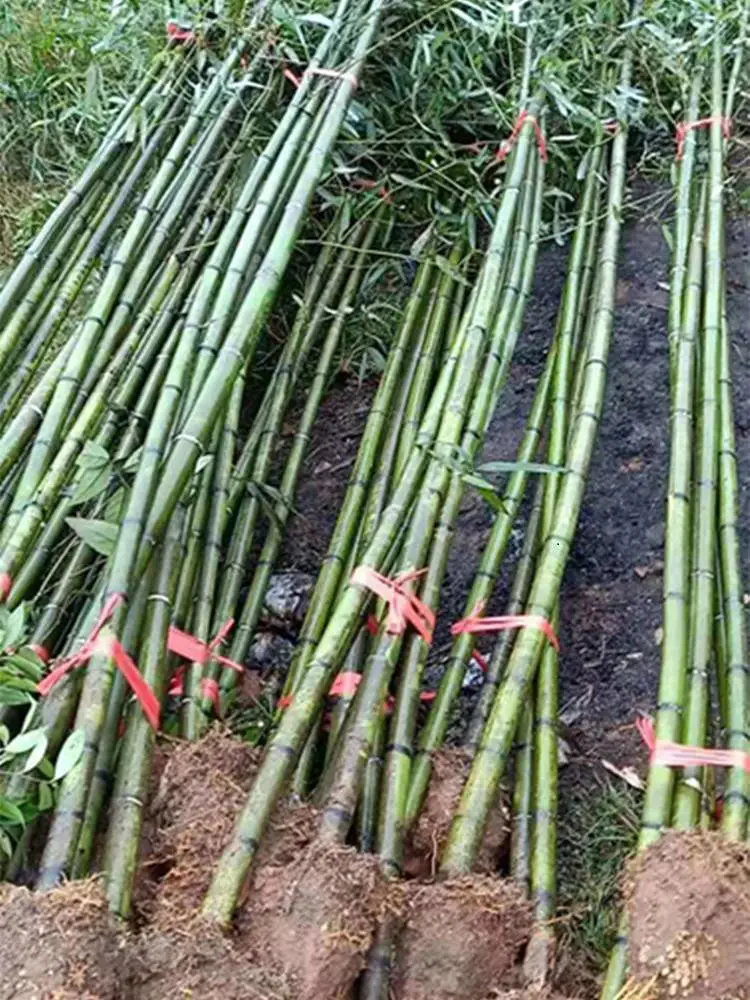 刚竹价格 刚竹批发 量大从优 毛竹 青皮竹