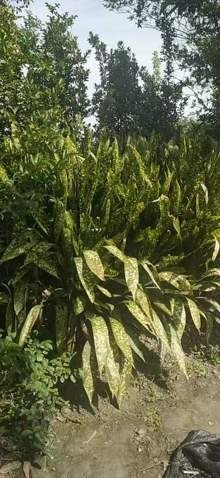 蜘蛛抱蛋批发 露天货源 抗性更好 景区花坛广场绿化苗