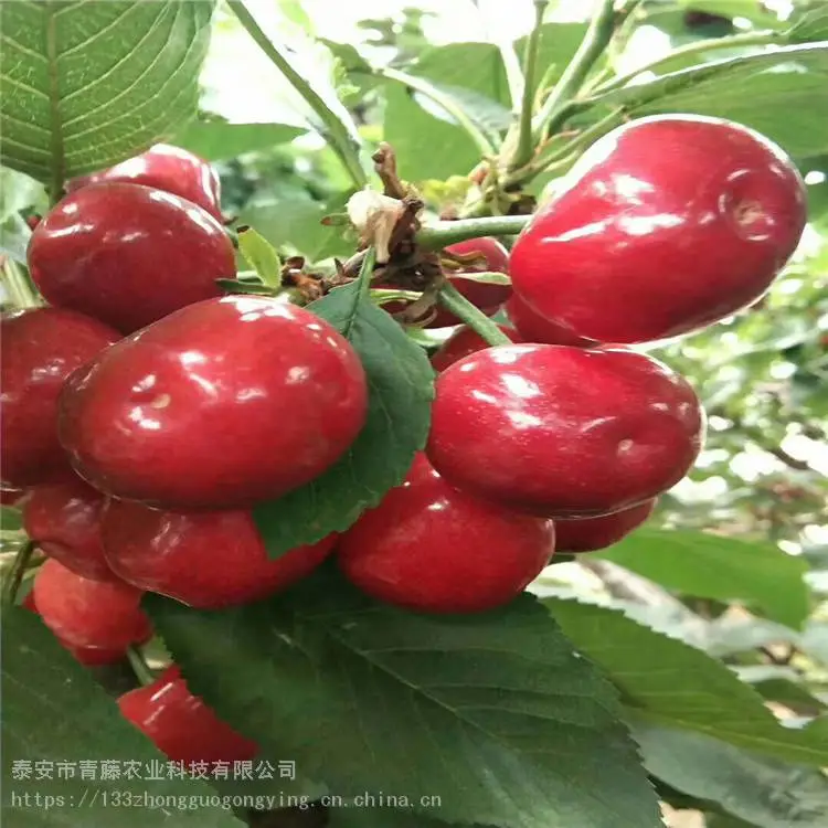 胭脂红樱桃苗 青藤农业 美早大樱桃苗 基地销售