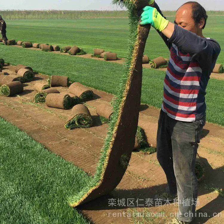 波斯菊种子 黑心金光菊 道路绿化 ***草坪 紫松果菊花籽