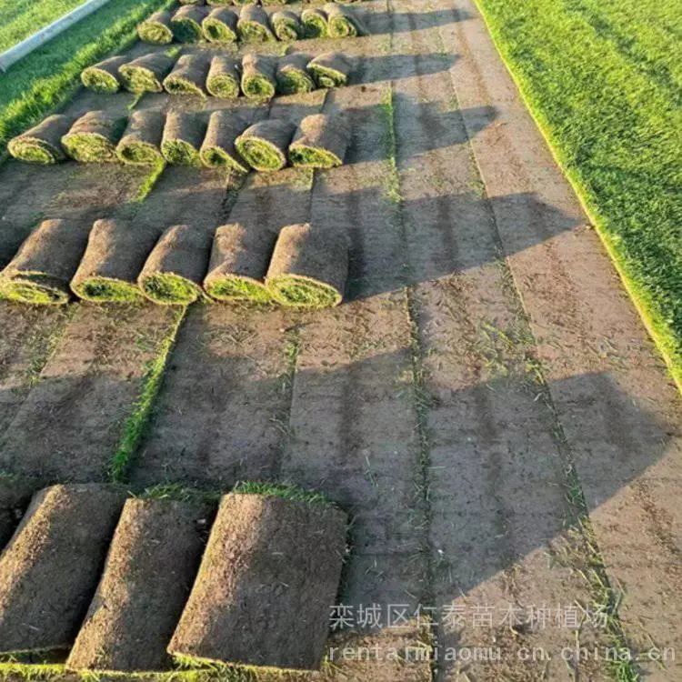 草坪草皮批发 马尼拉草坪基地 别墅庭院绿化工程 现起现卖
