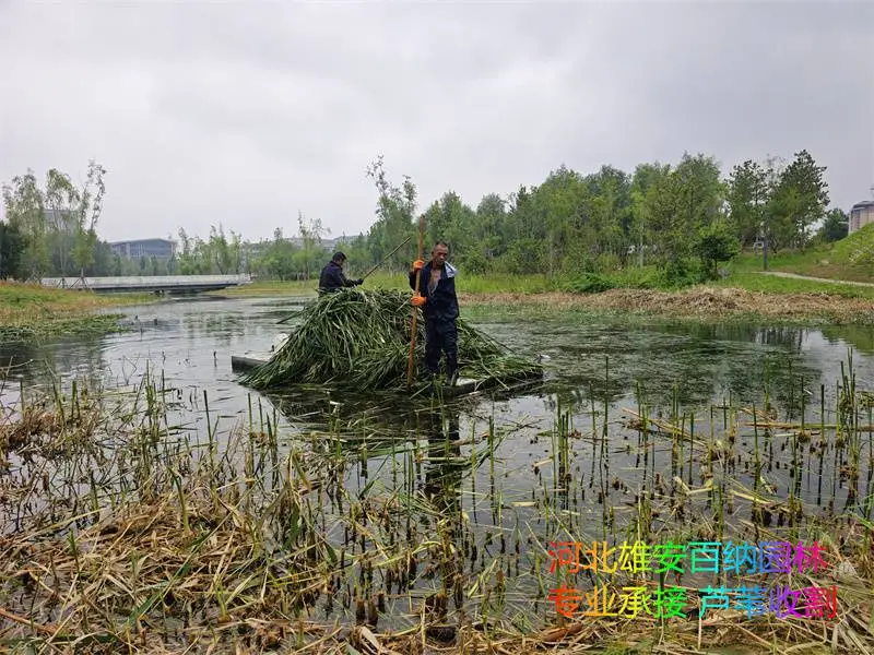 承接河道芦苇收割 公园芦苇收割 湿地芦苇收割 专业的活找专业团队
