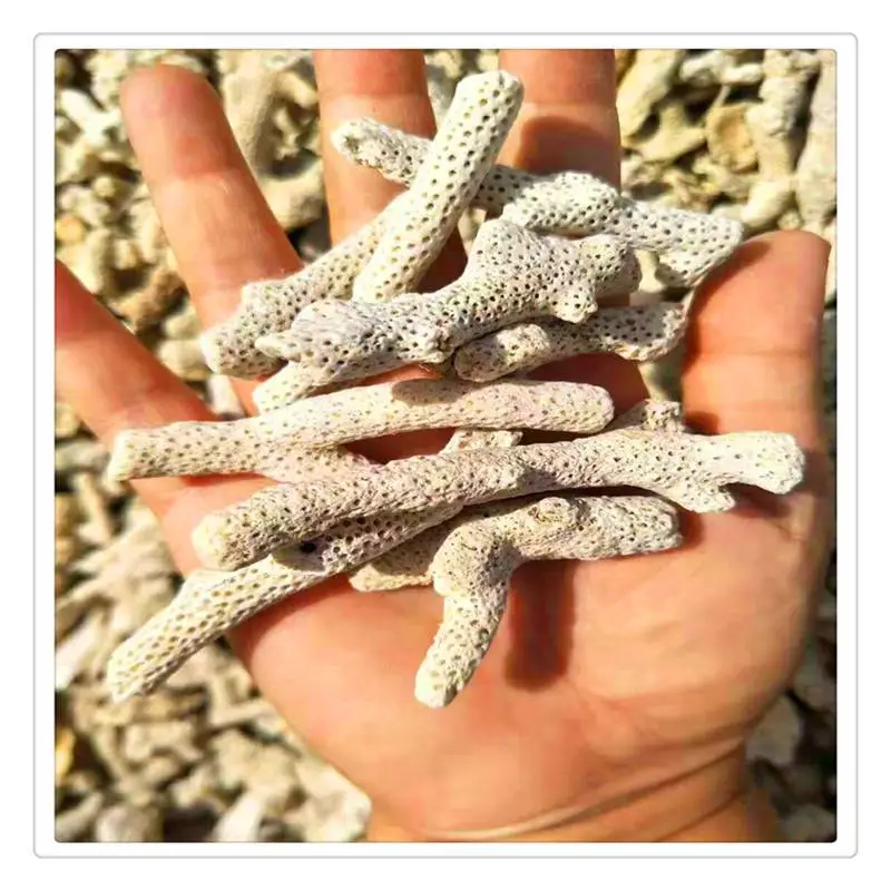海滨供应珊瑚砂 过滤用珊瑚砂 鱼缸珊瑚砂造景