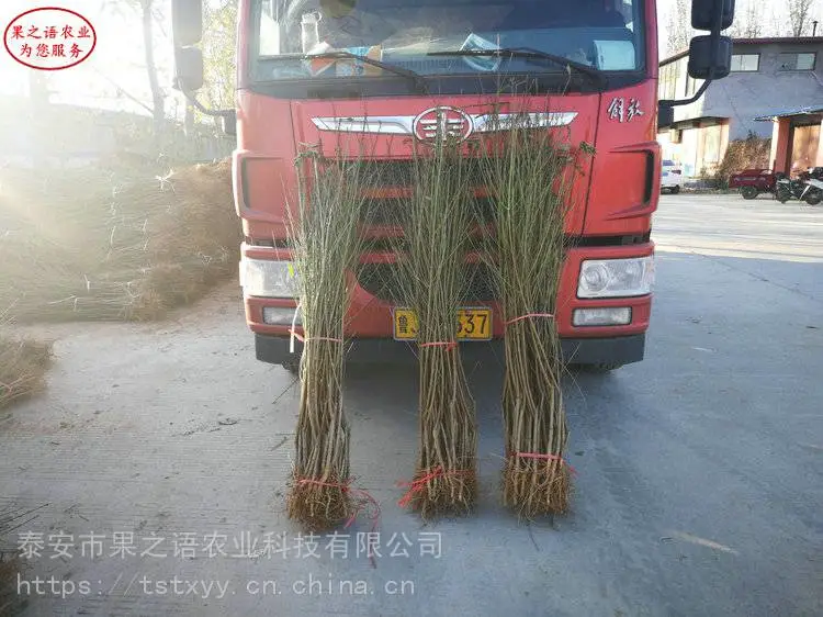 桃树苗批发、秋彤桃苗、中油金红桃苗种植技术