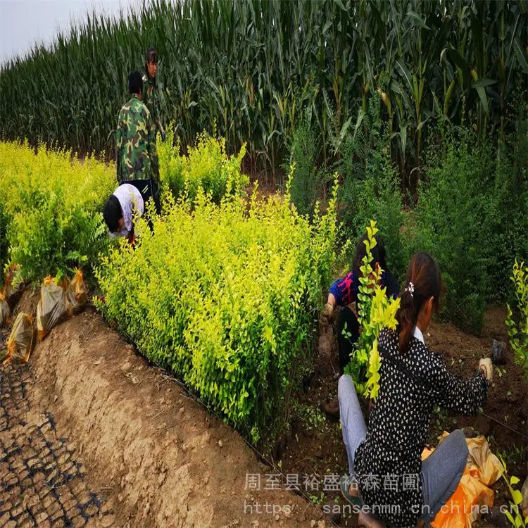 陕西杨凌苗圃-草坪麦冬苗送货上门-周至草坪麦冬草常绿苗