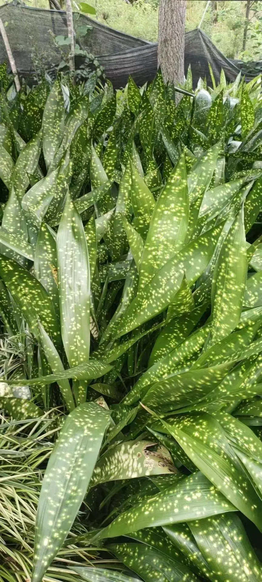 蜘蛛抱蛋成都苗圃直供 农户自产自销 无中间商 厂区工业园绿化打造