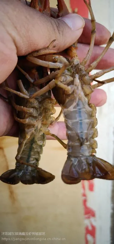 种虾 小龙虾 龙虾苗