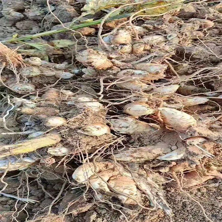 勇泰中药材 玄参种植技术亩产斤 产地供应玄参苗