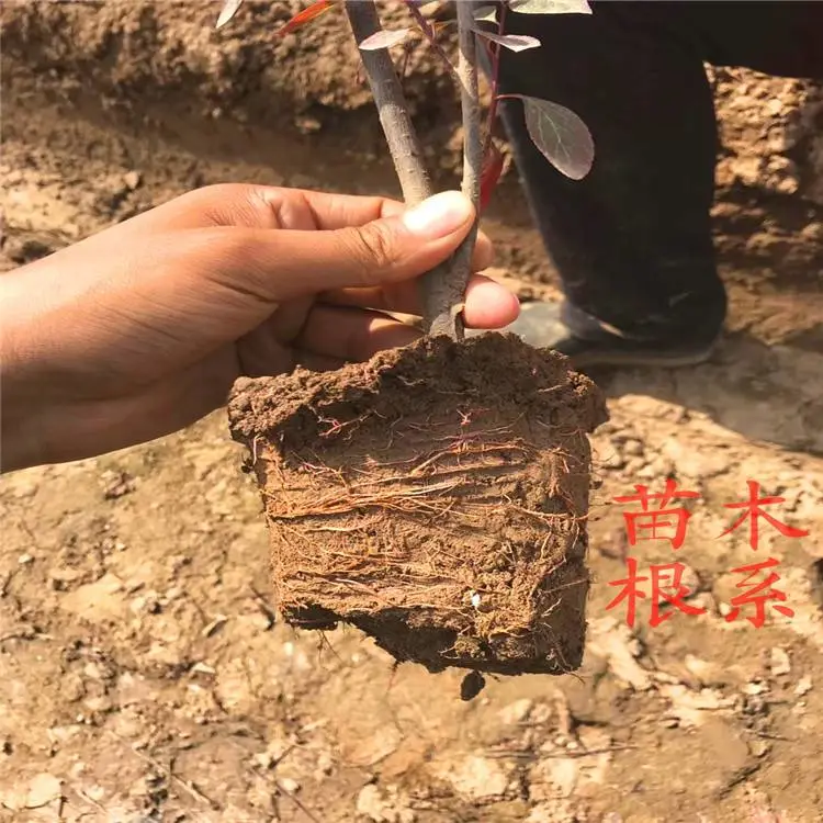 周至高三黄杨种植基地-院子绿篱小叶黄杨-周至高三黄杨树苗