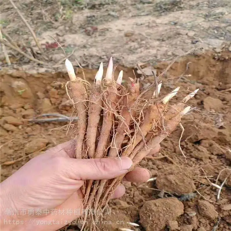 勇泰中药材 赤芍苗*** 赤芍苗产地批发