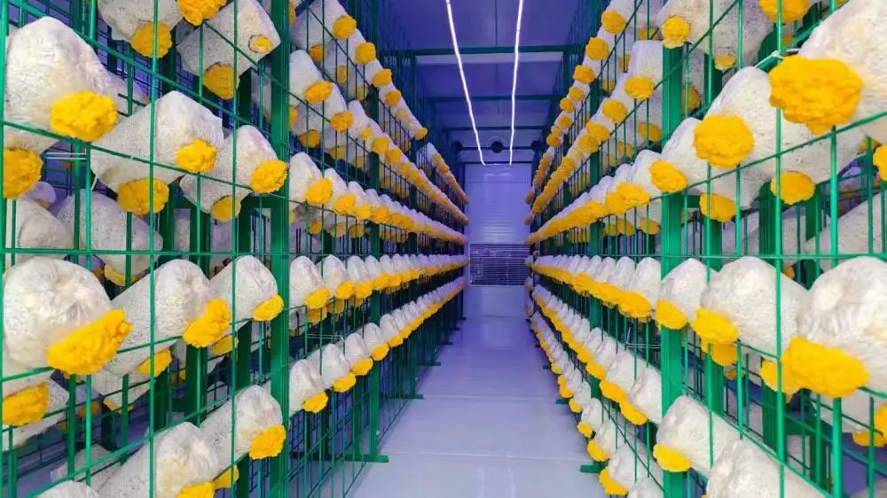 骏朗工厂化食用菌菌包养菌架 热镀锌养菌网格架 香菇种植架可定制