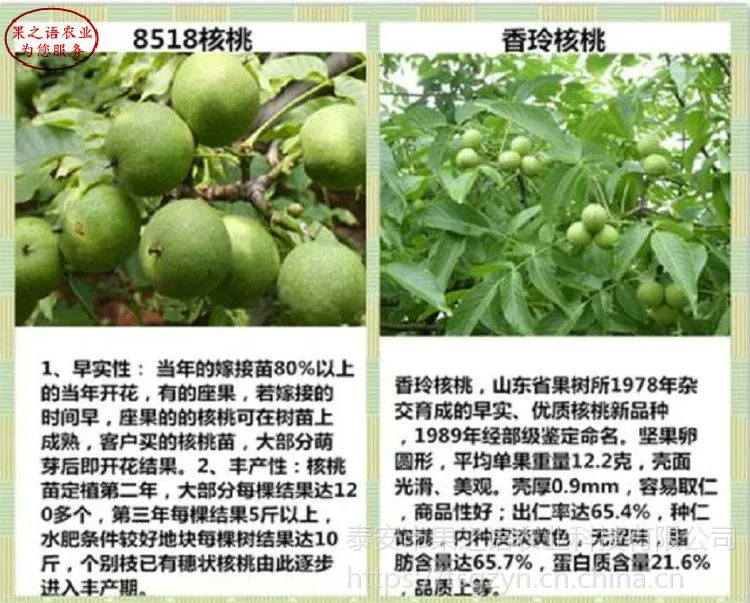 京861核桃苗哪里有卖