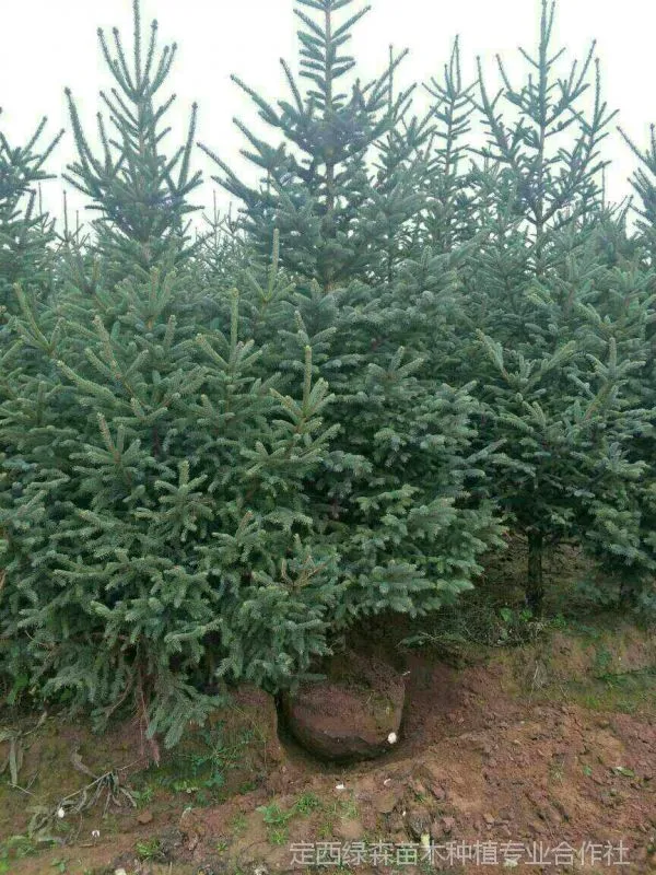 供应云杉、精品甘肃云杉