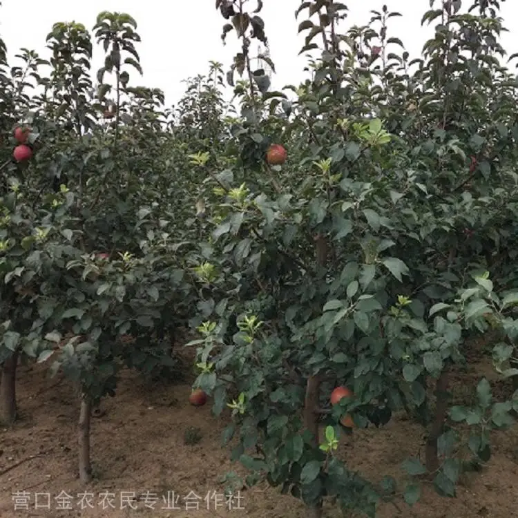 苹果苗***格 寒富苹果苗 短枝富士苹果苗