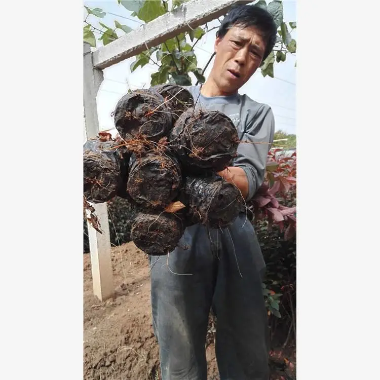 紫叶矮樱容器苗 绿化苗木种植挖苗配送 紫叶矮樱绿化苗木基地