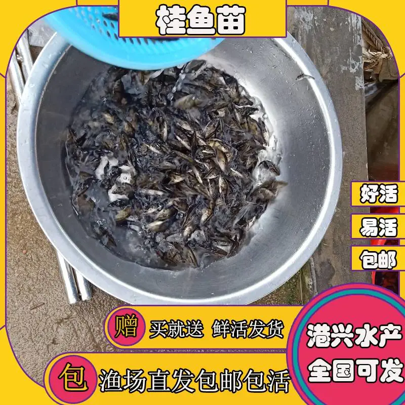抚州港兴鲜活水产全年供应桂花鱼苗 桂花鱼苗产地供应_广东总场提供