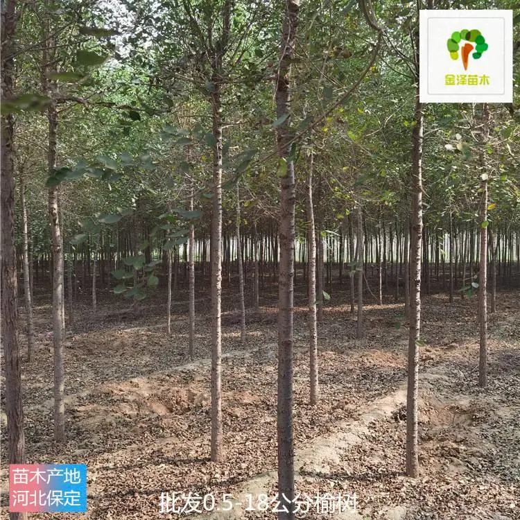 宁夏吴忠榆树-15公分榆树-易成活-欢迎采购