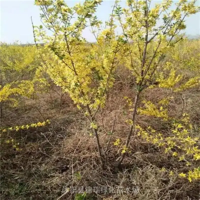 2025年连翘苗从这里买 全国较大的连翘苗种植基地竟然在这里